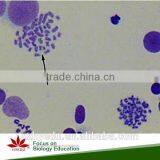 Human Chromosome Microscope Prepared Slides , Male and Female Chromosome Prepared Slide thumbnail-5