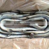 Frozen Japanese Bleeker /Tylosurus Melanotus for Market thumbnail-2