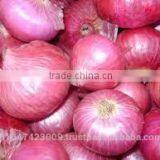 Fresh Onion thumbnail-2