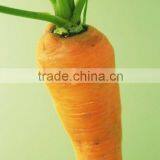 Red Carrot of 2014 Fresh Product(rich in Nutrition) thumbnail-1