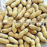 Top Quality Raw Material Washed Peanut in Shell High thumbnail-1