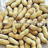 natural washed raw peanut in shell high quality crop new