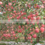Fresh Red Qinguan Apple With Best Price for Export thumbnail-3