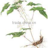 GMP Natural High Quality Epimedium Extract Powder/Icariin thumbnail-2