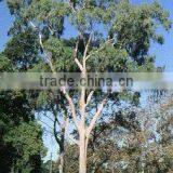 Eucalyptus Essential Oil / Eucalyptus Oil thumbnail-1