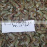 HLSO Shrimps Poovalan thumbnail-2