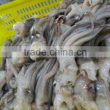 Frozen BQF New Produced Tweed Bait Squid Heads thumbnail-2