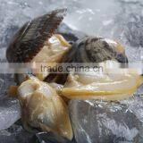IQF Surrf Clam/short Necked Clam Meat thumbnail-1