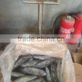 Sea Frozen Bonito Tuna thumbnail-6