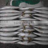 Pacific Mackerel thumbnail-3