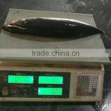 New Catching Fish Frozen Pacific Mackerel 400-500g&500g+ thumbnail-5