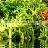 Eucheuma Cottoni thumbnail-2