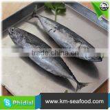China Manufacturer Fresh Frozen Bonito Fish For Sale thumbnail-2