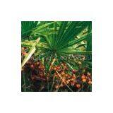 Saw Palmetto Extract thumbnail-1