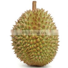 HIGH QUALITY FRESH DURIAN FROM VIET NAM