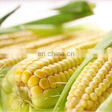 Canned Sweet Corn Processing Production Line thumbnail-3