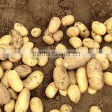 2015 Super Quality of the Potato thumbnail-6