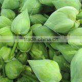 White Color Fresh Cut Lotus Flower Manufacturer in India thumbnail-5