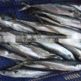 Fresh Frozen Sea Fish Spanish Mackerel For Market thumbnail-1
