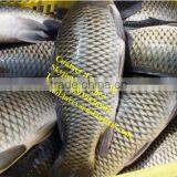 Fish Scaler Machine/fish Knife Fish Scaler thumbnail-6