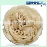 Popular Items for Preserved Austin Rose Heads thumbnail-6