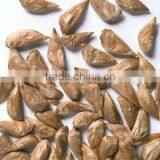 Pure Cedrus Deodara Seeds for Bulk Export