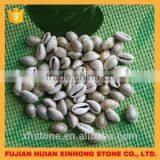 Natural Decotative Semicassis Inornata Seashell for Sale thumbnail-1