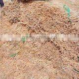 Natural Water Reed thumbnail-5