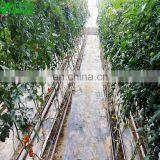 Eggplant Hydroponics and Coconut Cultivation Equipment/Hydroponics Growing Systems thumbnail-3