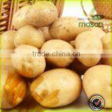 wholesale fresh sweet peeled russet potatoes