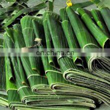 BEST Price Natural LEAF Banana Leaves/Fresh Banana Leaf thumbnail-5