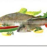 Rainbow Trout thumbnail-1
