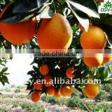 Chinese delicious Navel orange