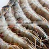 SHRIMPS thumbnail-4