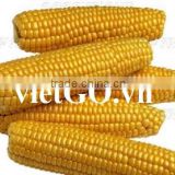 Cheap price corn from Vietnam