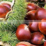 Bulk High Quality Fresh Green Dandong Chestnuts for Sale thumbnail-3