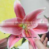 Wholesale Home Decor Wholesale Fresh Cut Flowers With 1.7~3.5KG/Bundle Fresh Cut Marigold Flowers Named As Fresh Cut Lily Tiber thumbnail-4