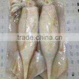 Whole Round Illex Squid thumbnail-3
