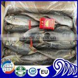 Very Fresh Sea Frozen Horse Mackerel for Sale thumbnail-3