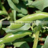 BROAD BEANS thumbnail-6