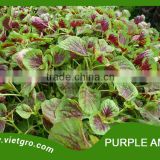 High Yield OP Purple Amaranth Seed- Red Amar