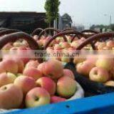 Fresh Red Gala Apple thumbnail-3