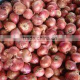 Fresh Red Round Onion from Pakistan