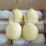 Hebei Ya Pear thumbnail-1