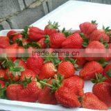 Water Soluble NPK Fertilizer With TE Powder Type thumbnail-4