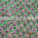 Agricultural Greenhouses Type Commercial Hydroponics Greenhouse thumbnail-5