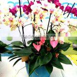 230*180 Biodegradable Colorful Plant Flower Pot Eco Planer thumbnail-4