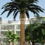 UV Proof Artificial Outdoor Palm Trees Hot Sale Artificial Plastic Palm Tree thumbnail-3