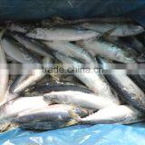 Good Quality Pacific Mackerel 200-300g Manufacturer thumbnail-4