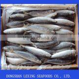 Frozen Round Scad (muroaji)for Tuna Bait